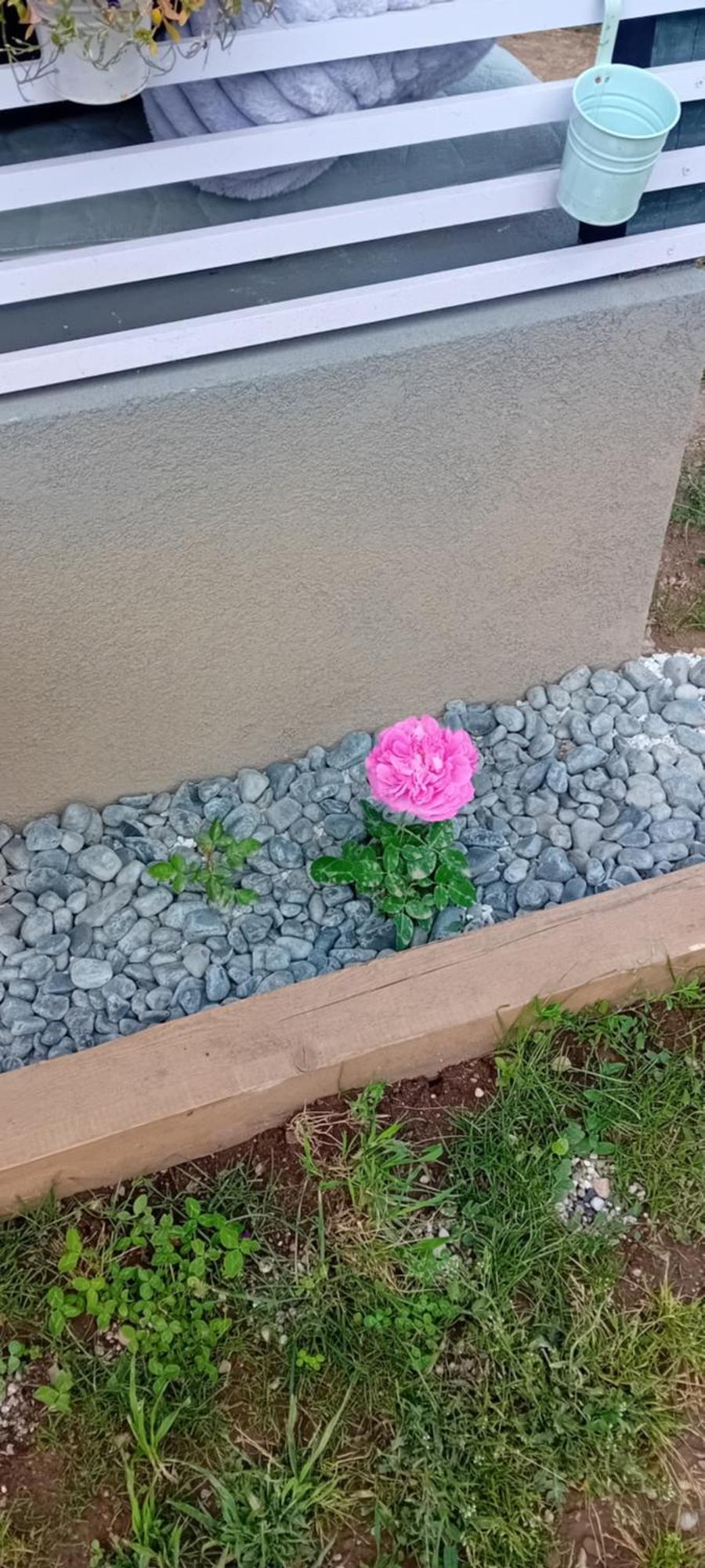 Rose Room 40M2 With Terrace 25M2 In Greeny Area For 4 Person Ljubljana Eksteriør bilde